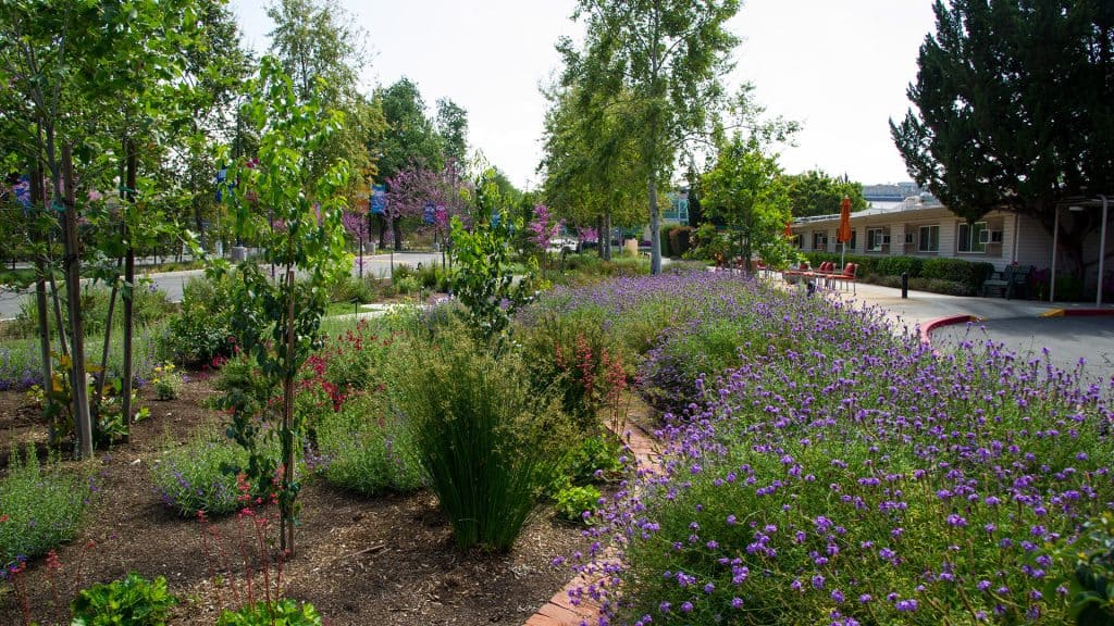 A street with purple flowers and shrubs.