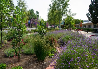 A street with purple flowers and shrubs.