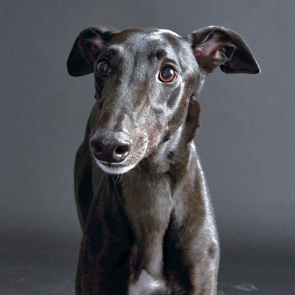 Coal the Volunteer Dog