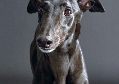 Coal the Volunteer Dog