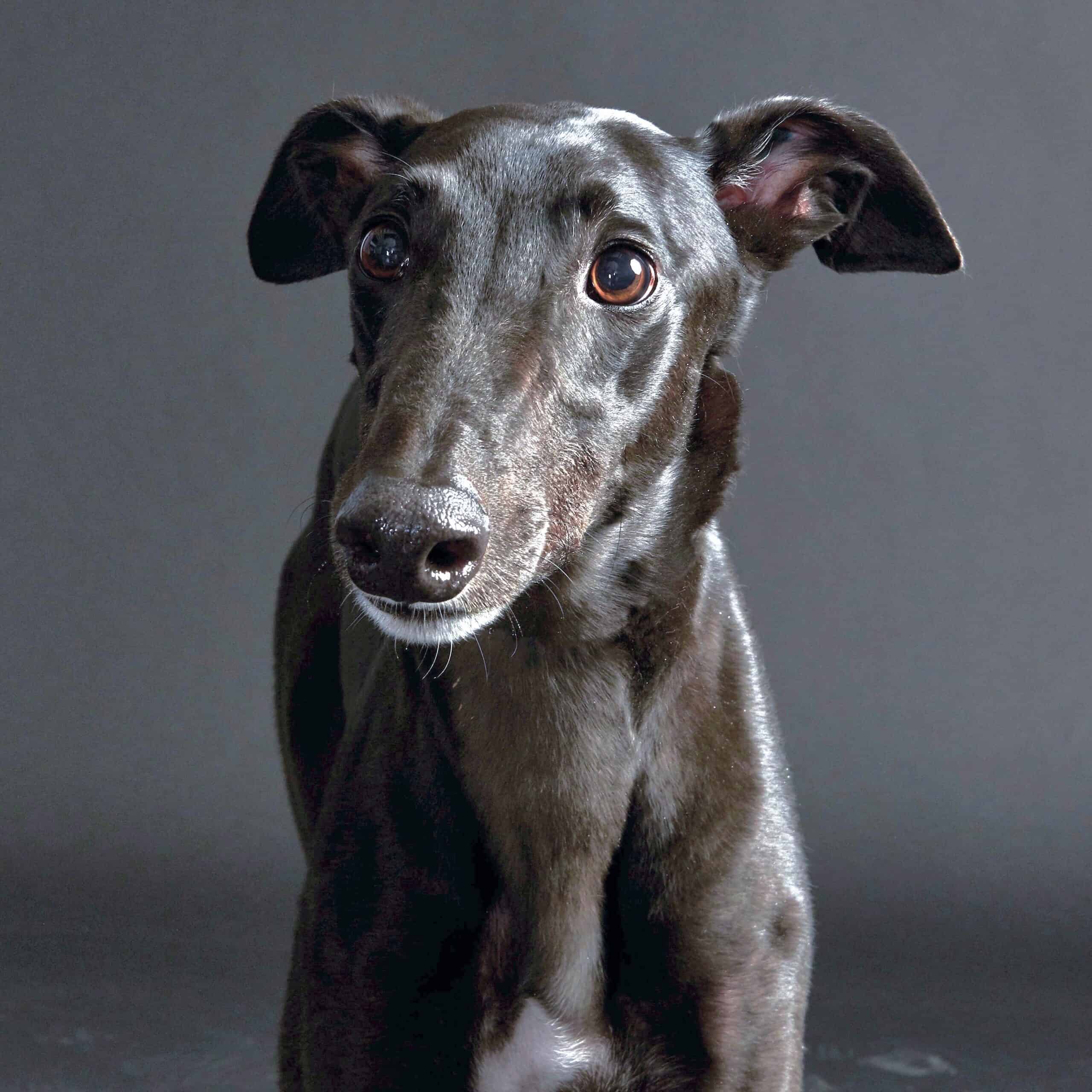 Coal the Volunteer Dog