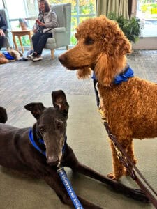 Volunteer Dogs